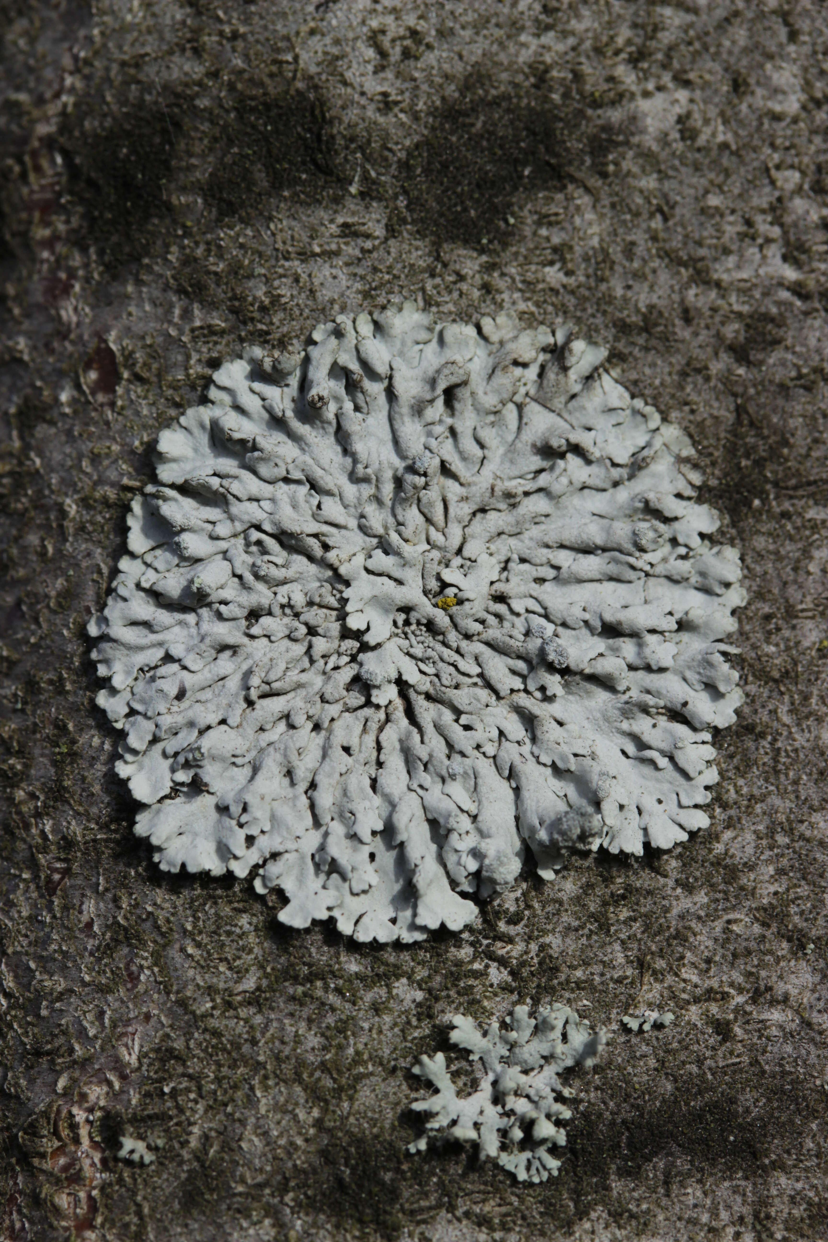 Image of rosette lichen