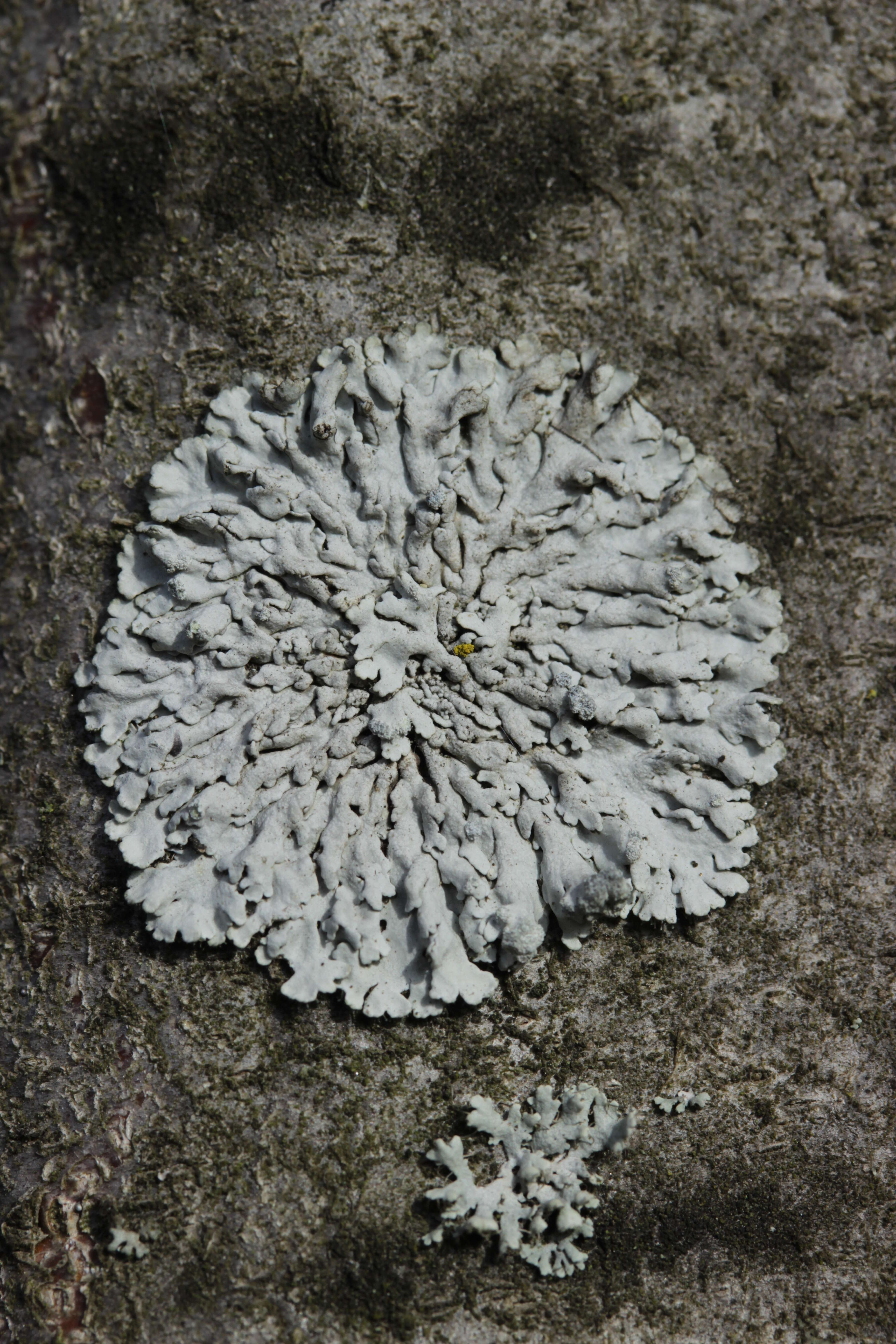 Image of rosette lichen