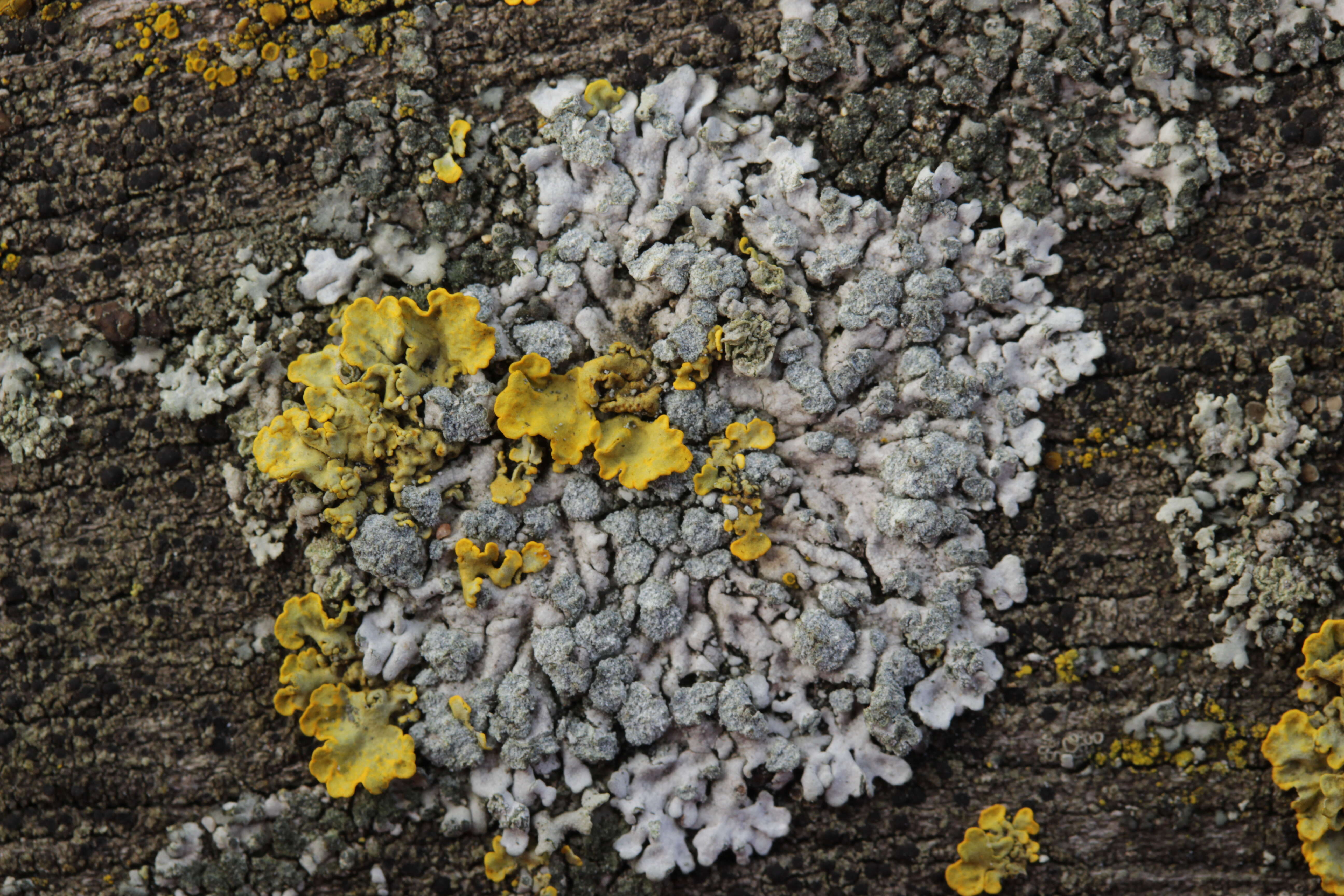 Image of Blue-gray rosette lichen