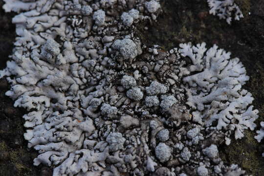 Image of Blue-gray rosette lichen