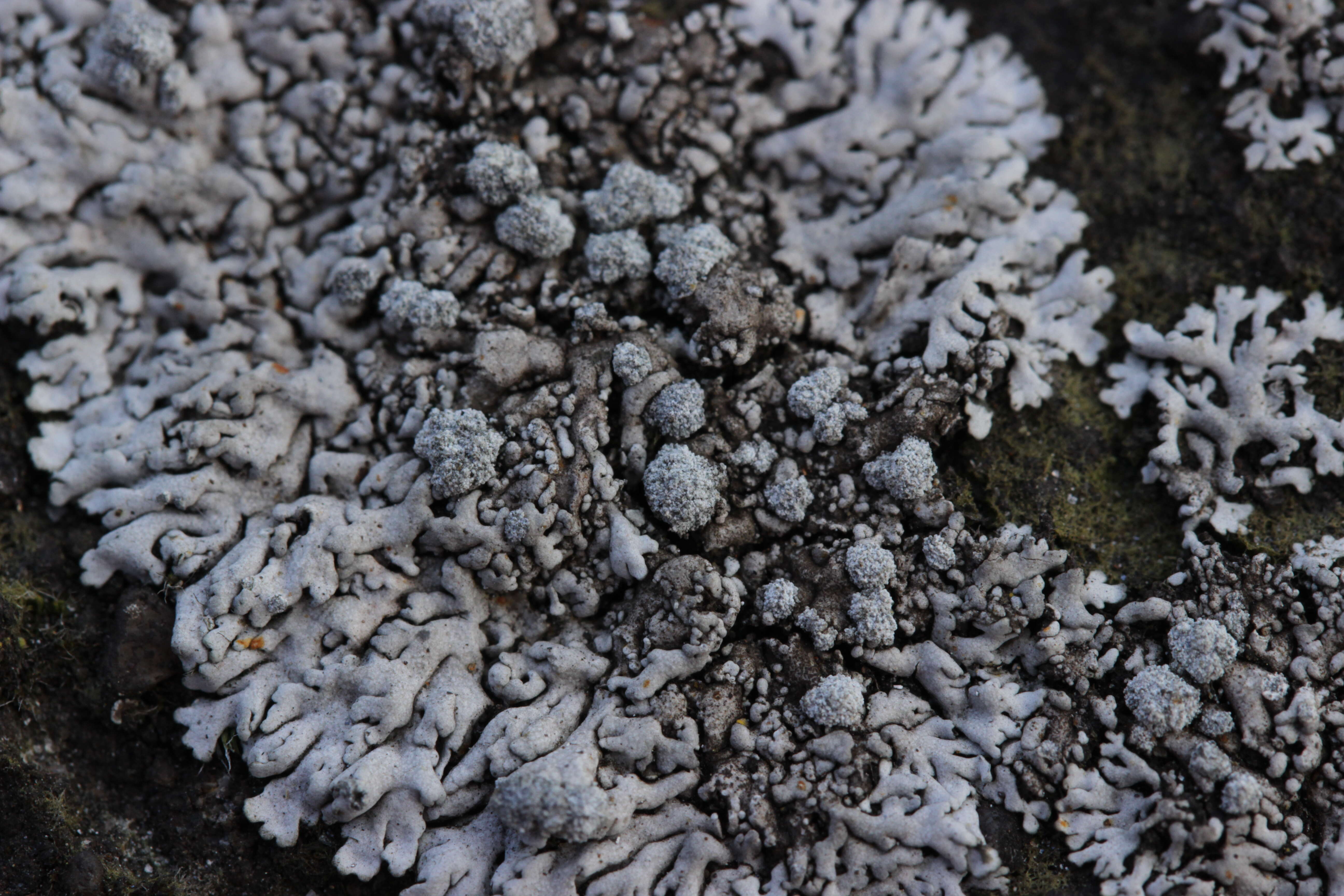 Image of Blue-gray rosette lichen