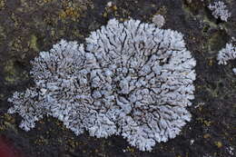 Image of Blue-gray rosette lichen