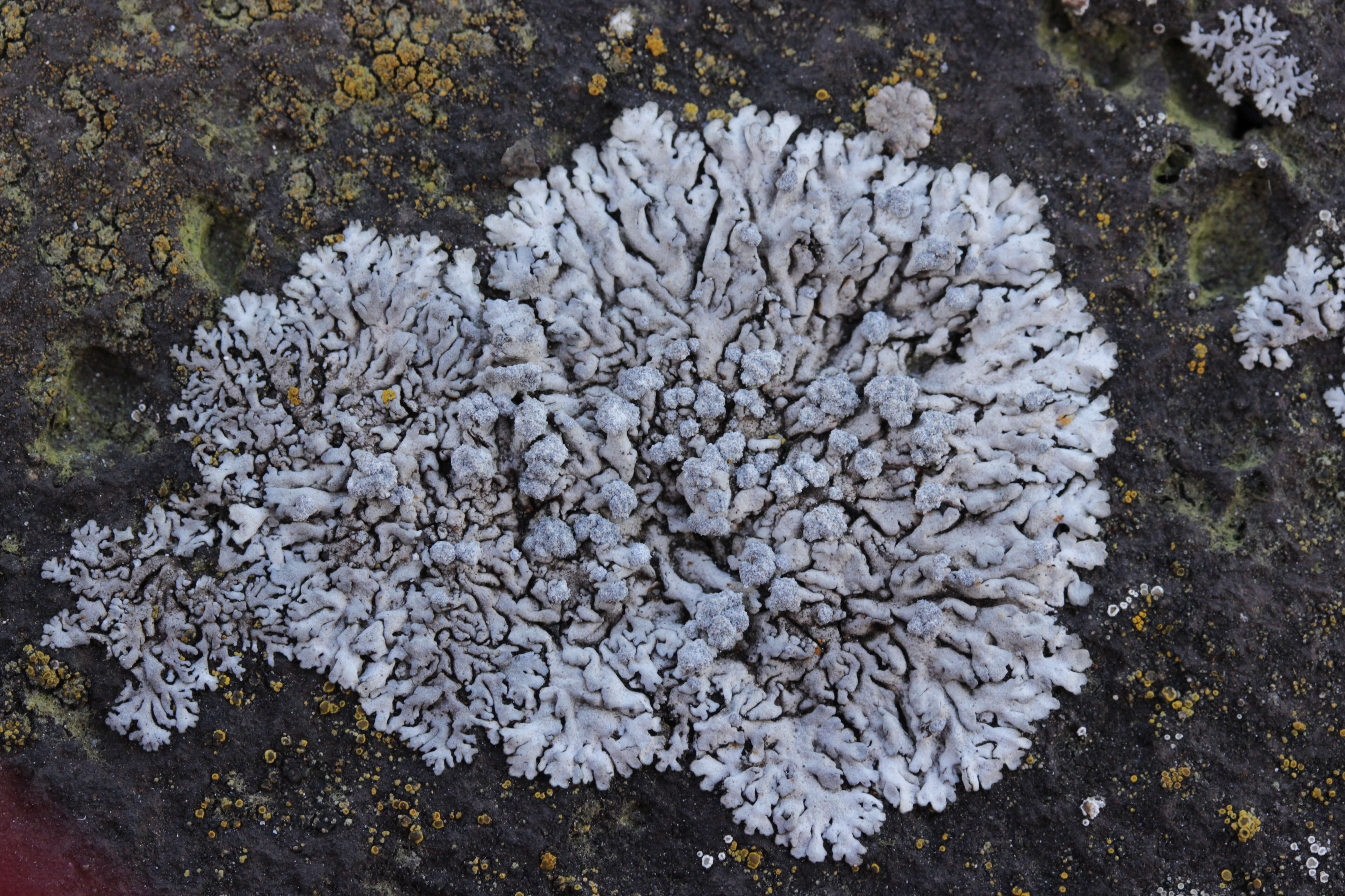 Image of Blue-gray rosette lichen