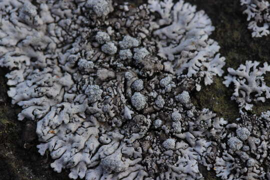 Image of Blue-gray rosette lichen