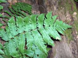 Image of marginal woodfern