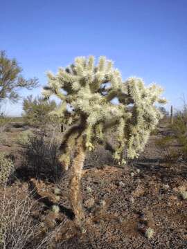 Image of jumping cholla