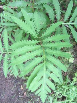 Image of sensitive fern