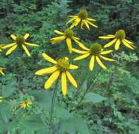 Image of cutleaf coneflower