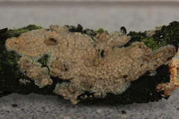 Слика од Radulomyces confluens (Fr.) M. P. Christ. 1960