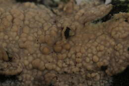 Слика од Radulomyces confluens (Fr.) M. P. Christ. 1960