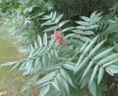 Image of staghorn sumac