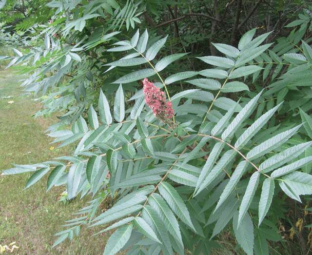 Image of staghorn sumac