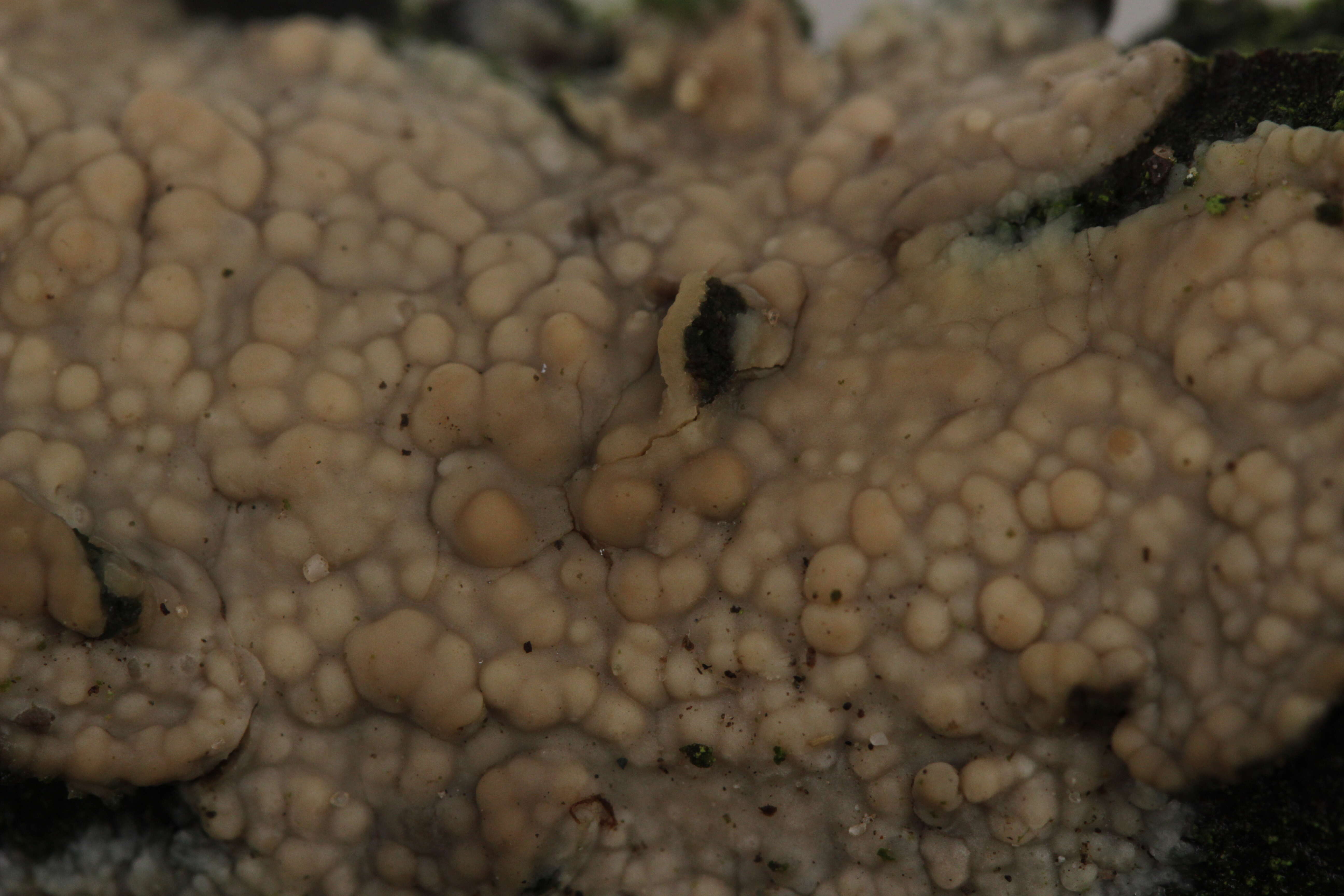 Слика од Radulomyces confluens (Fr.) M. P. Christ. 1960