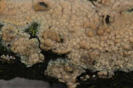 Слика од Radulomyces confluens (Fr.) M. P. Christ. 1960