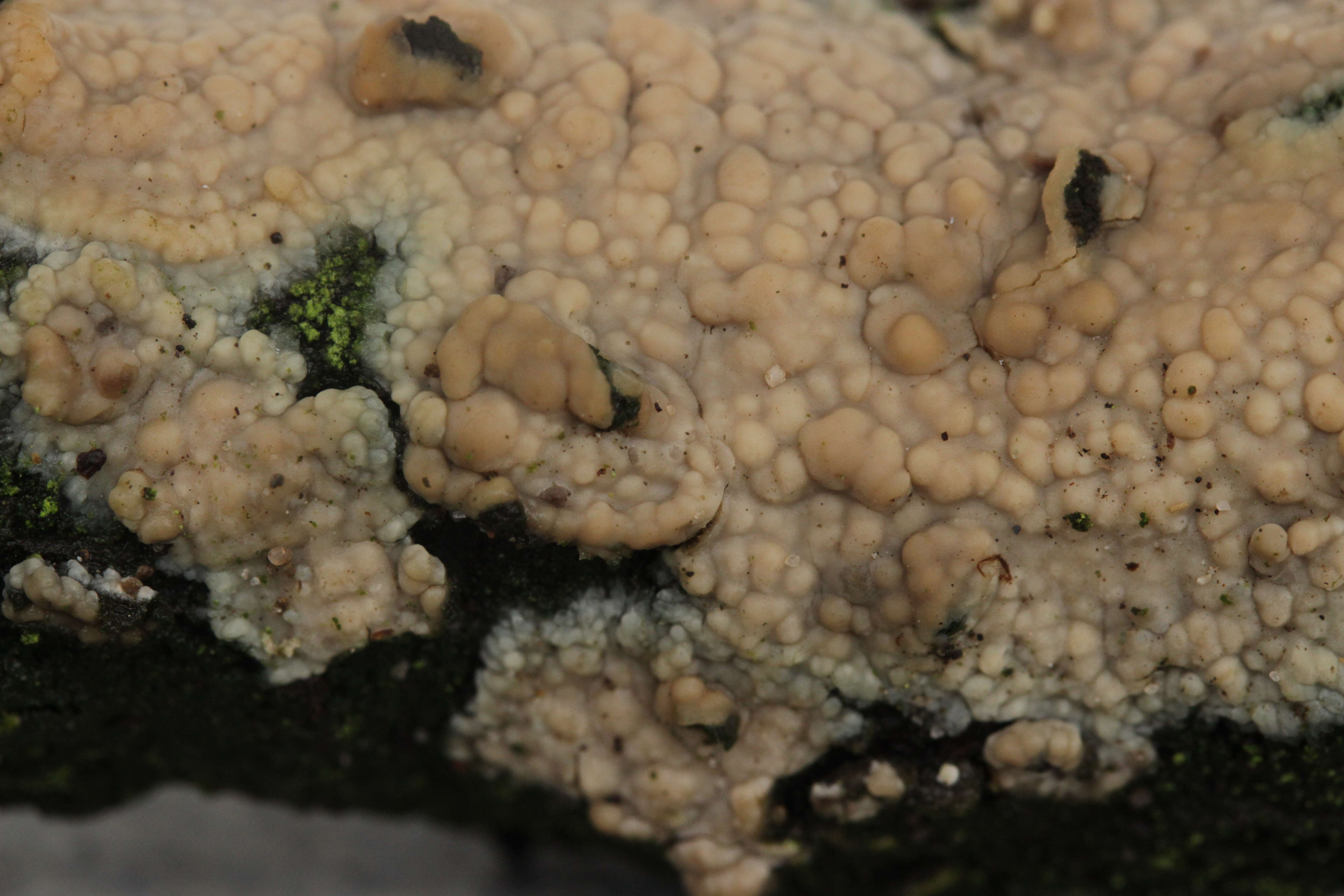 Image of Radulomyces confluens (Fr.) M. P. Christ. 1960