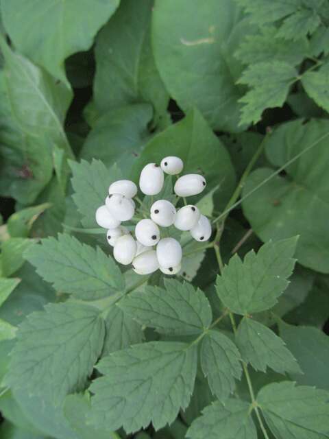 Imagem de Actaea rubra (Ait.) Willd.