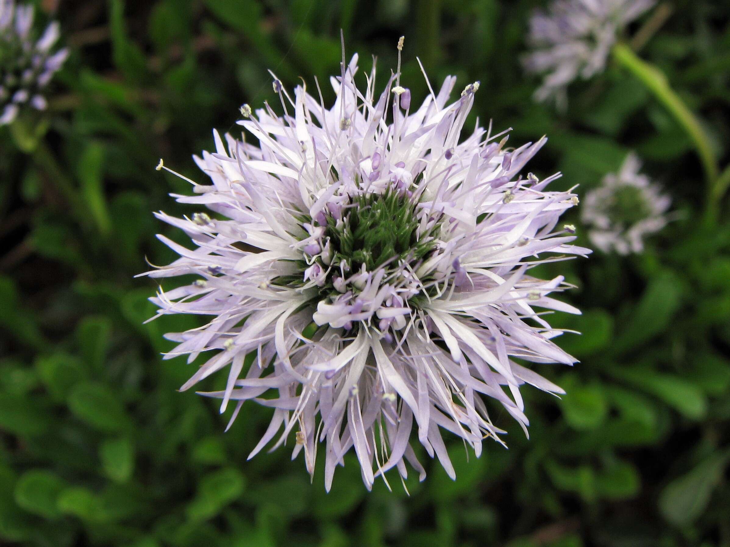 Image de Globularia meridionalis (Podp.) O. Schwarz