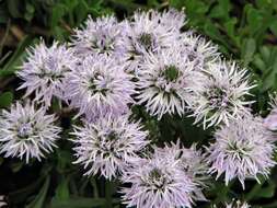 Image of Globularia meridionalis (Podp.) O. Schwarz