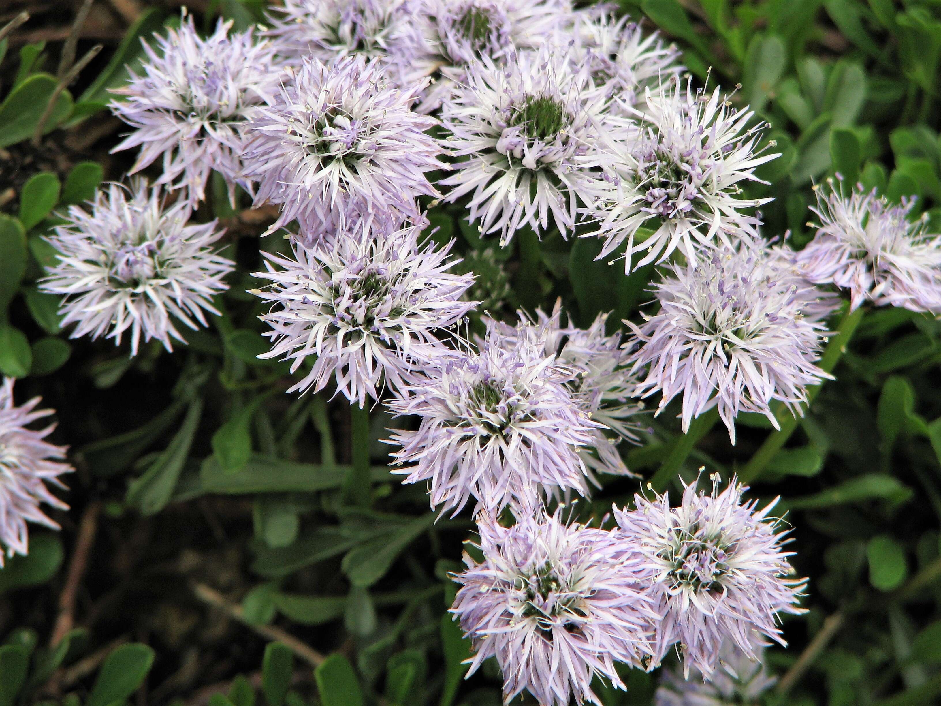 Image de Globularia meridionalis (Podp.) O. Schwarz