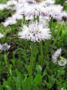 Image of Globularia meridionalis (Podp.) O. Schwarz