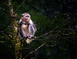 Image of Black Snub-nosed Monkey