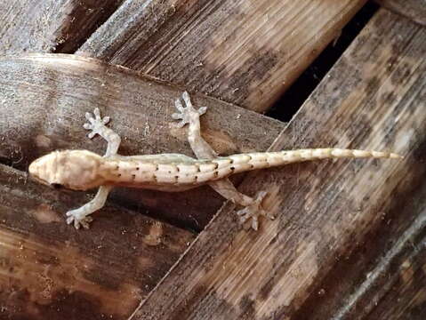 Image of Common Smooth-Scaled Gecko