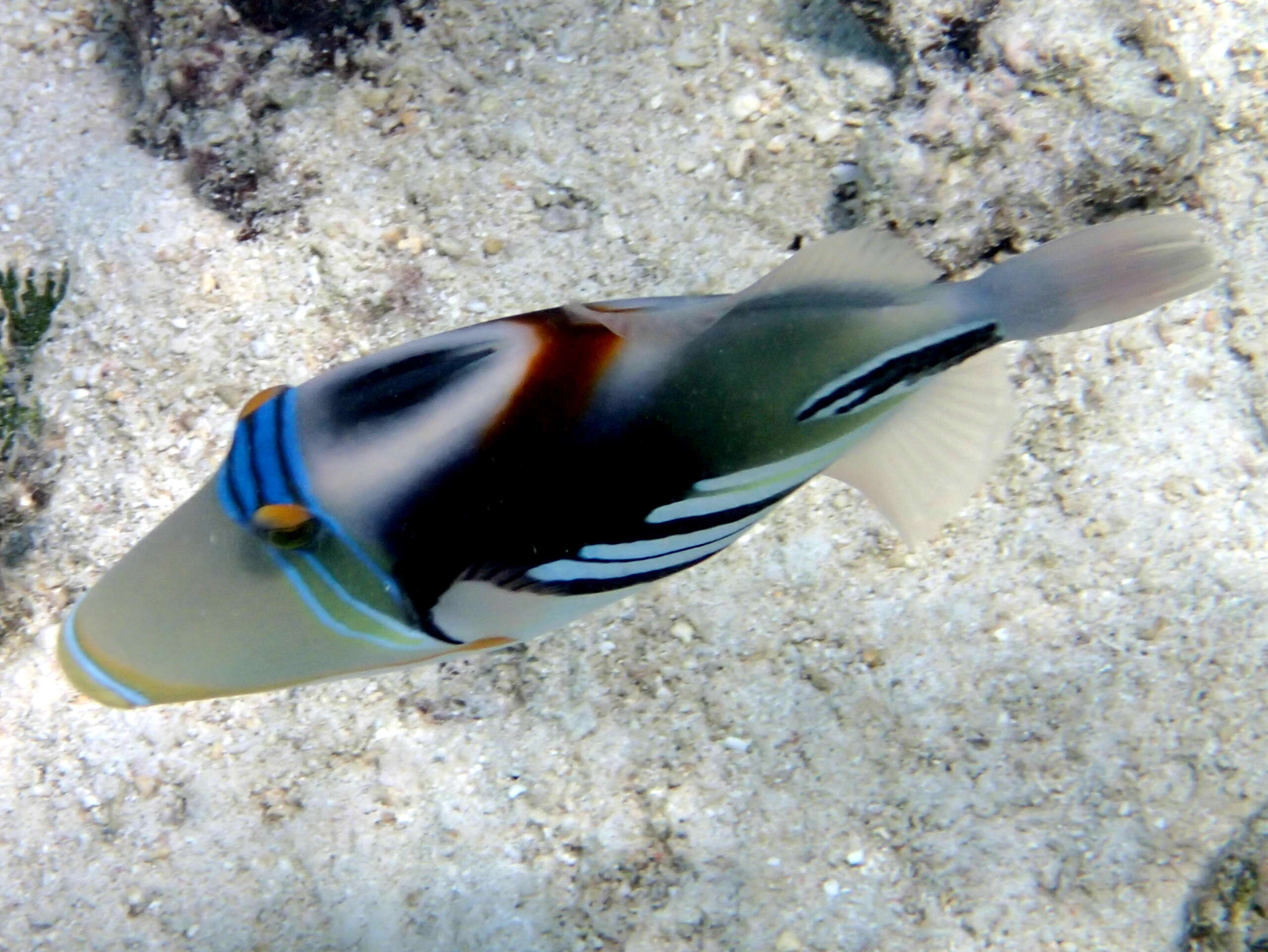 Image of Lagoon triggerfish