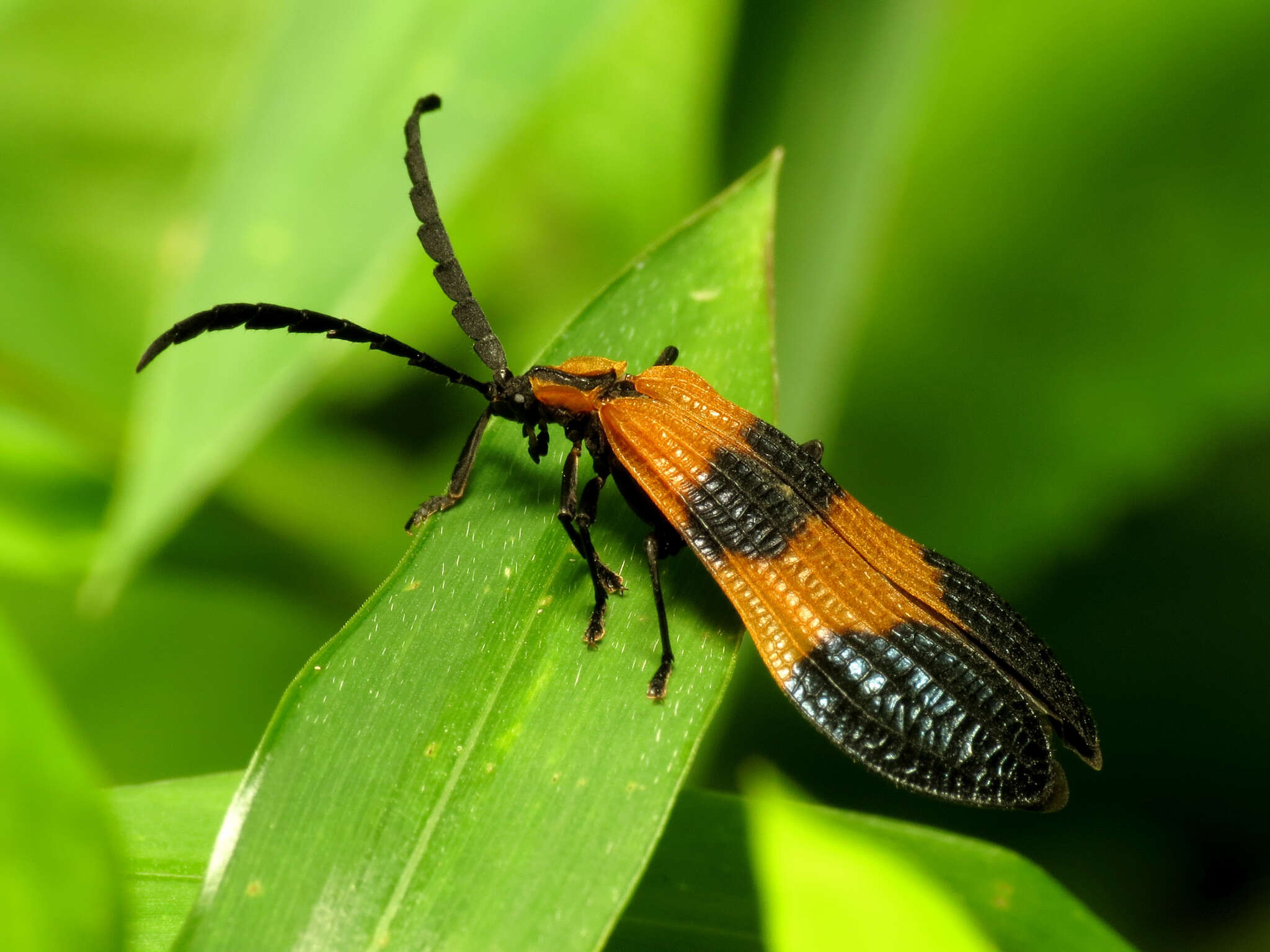 Image of End Band Net-wing