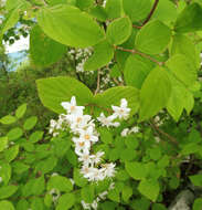 Image of fuzzy pride-of-Rochester