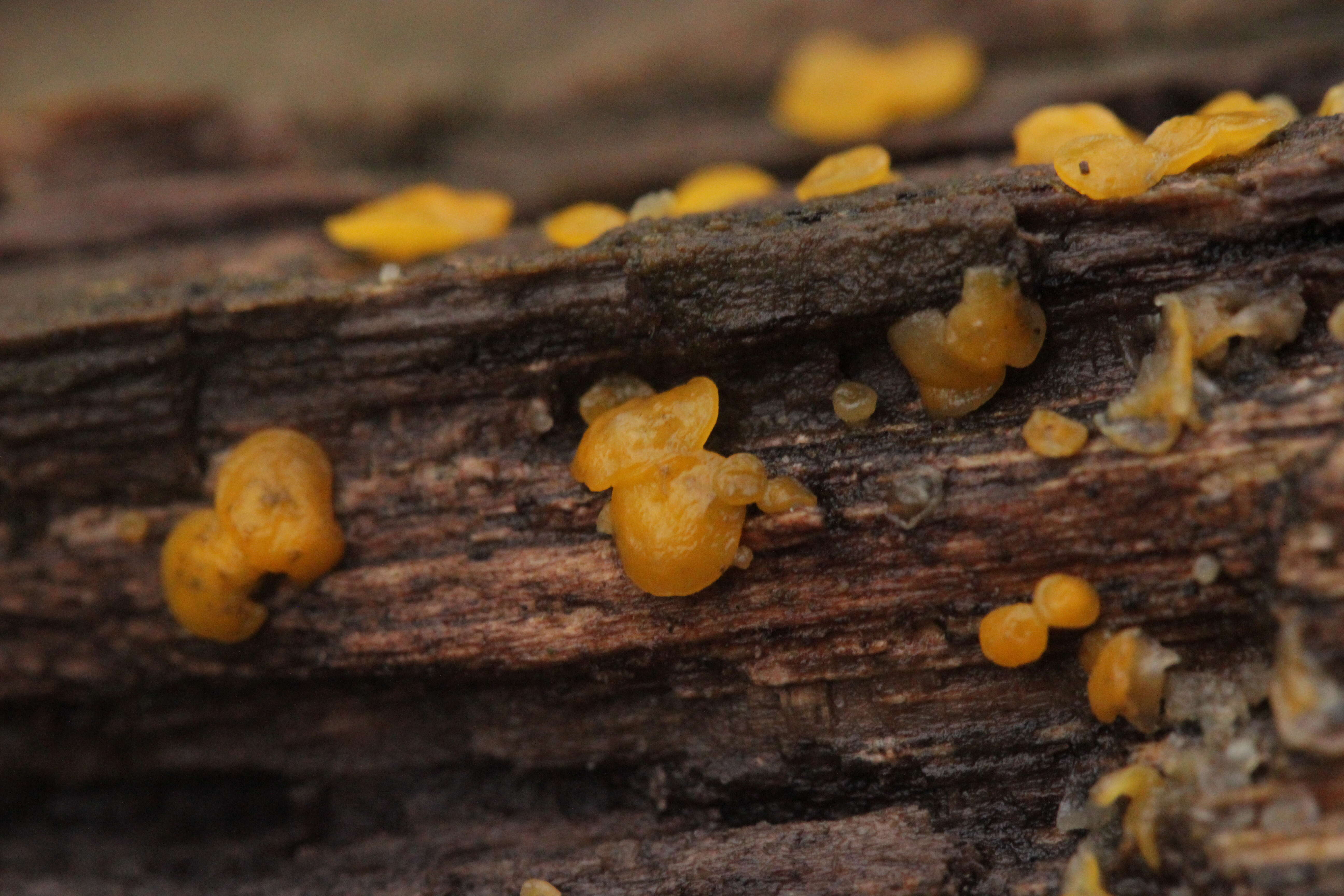 Image of Yellow fairy cup