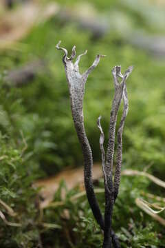 Image of Candle-snuff Fungus