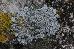 Image of Blue-gray rosette lichen