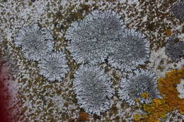 Image of Blue-gray rosette lichen