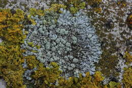 Image of Blue-gray rosette lichen