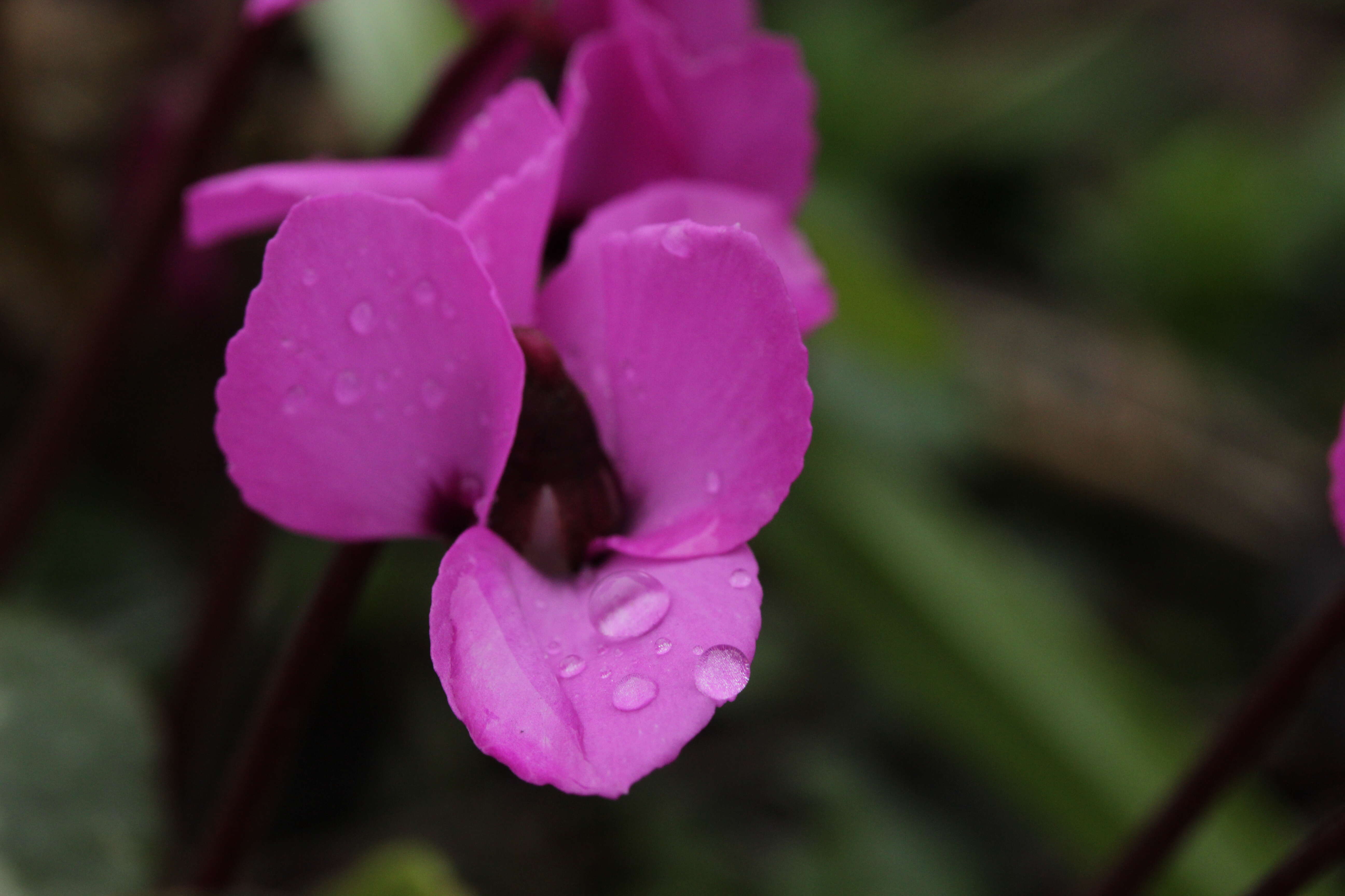 Image of Cyclamen coum Miller