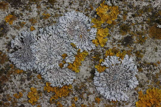 Image of Blue-gray rosette lichen