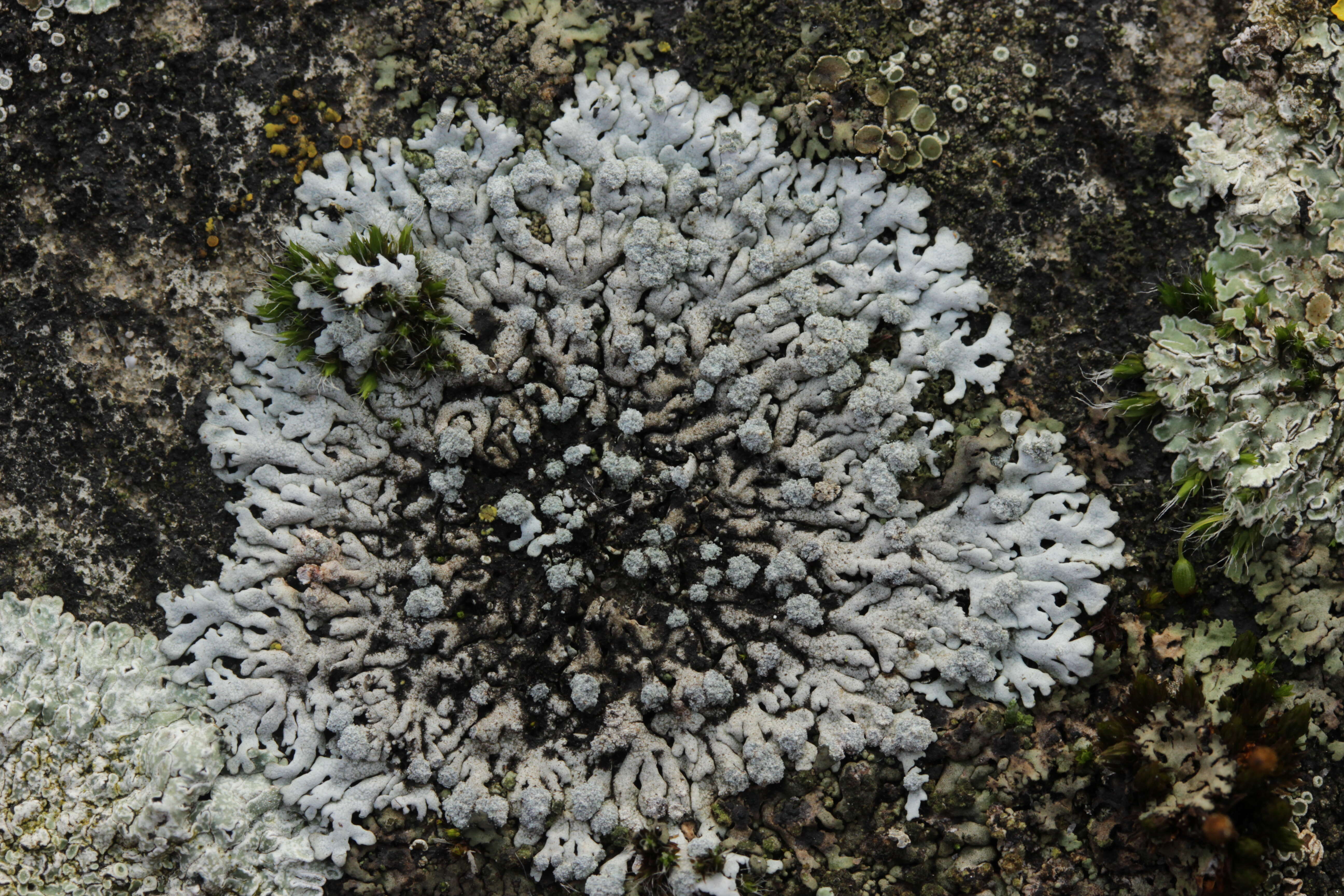 Image of Blue-gray rosette lichen