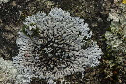 Image of Blue-gray rosette lichen