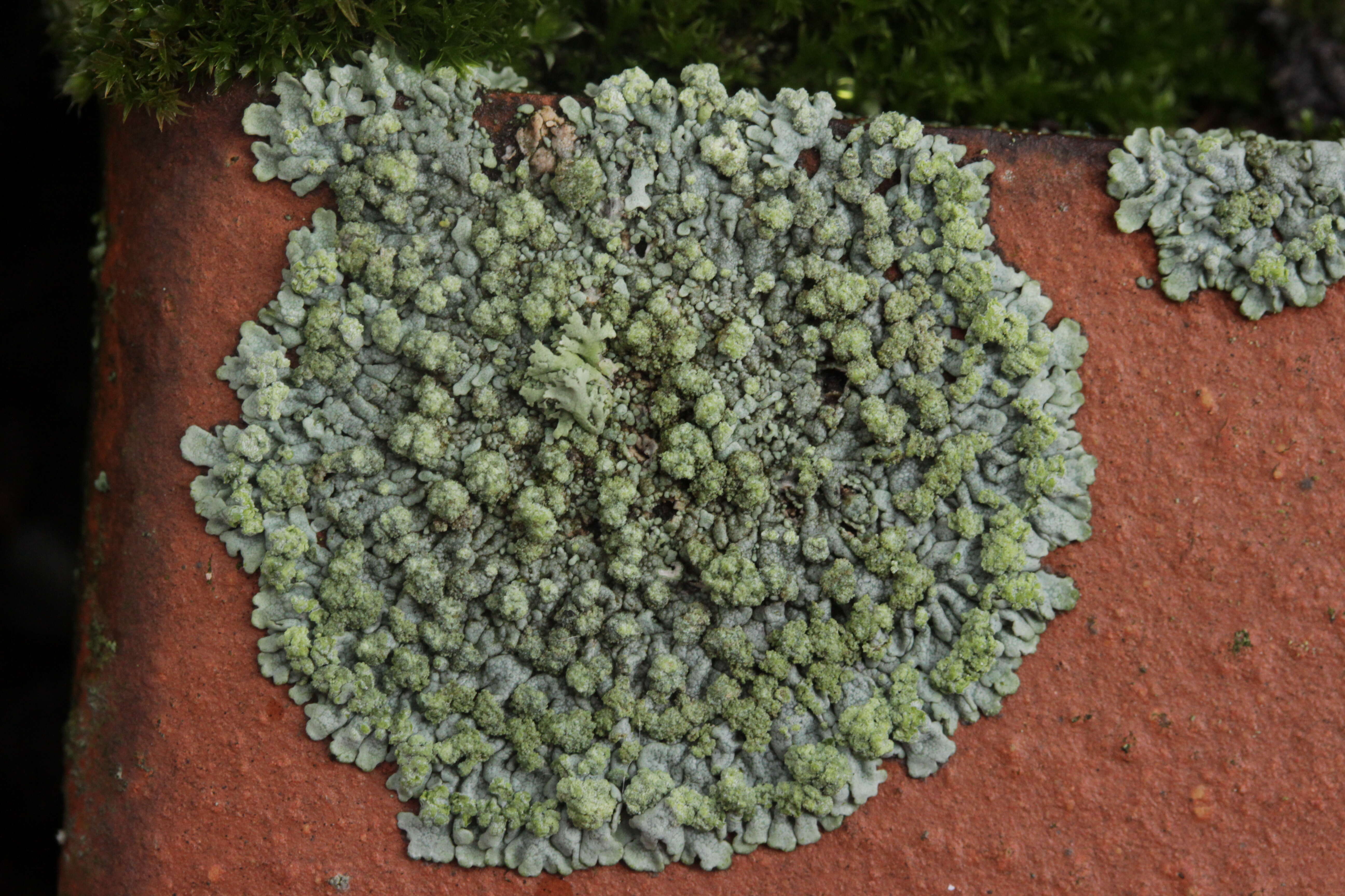 Image of Blue-gray rosette lichen