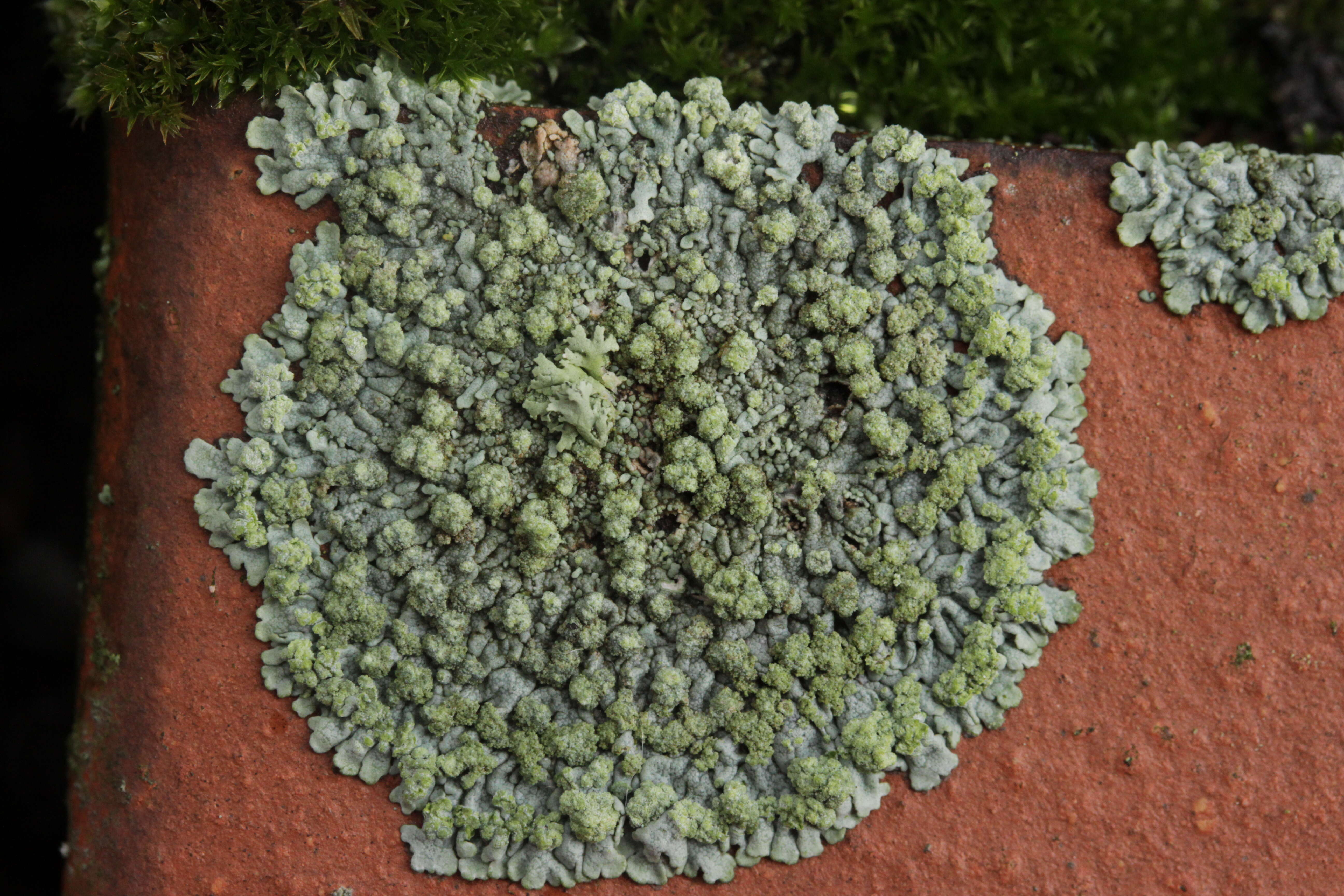 Image of Blue-gray rosette lichen