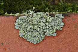 Image of Blue-gray rosette lichen