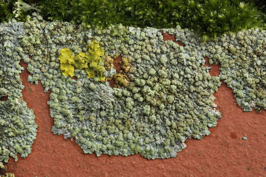 Image of Blue-gray rosette lichen