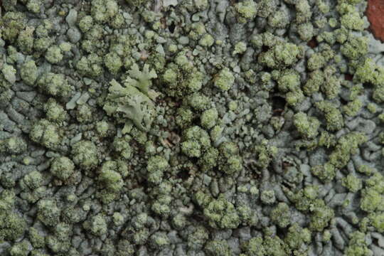 Image of Blue-gray rosette lichen