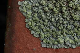 Image of Blue-gray rosette lichen