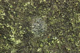 Image of Tiny button lichen