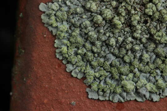 Image of Blue-gray rosette lichen