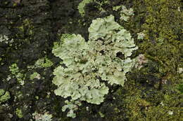 Image of Common greenshield lichen