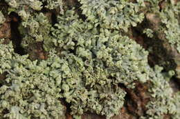 Image of rosette lichen