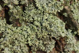 Image of rosette lichen