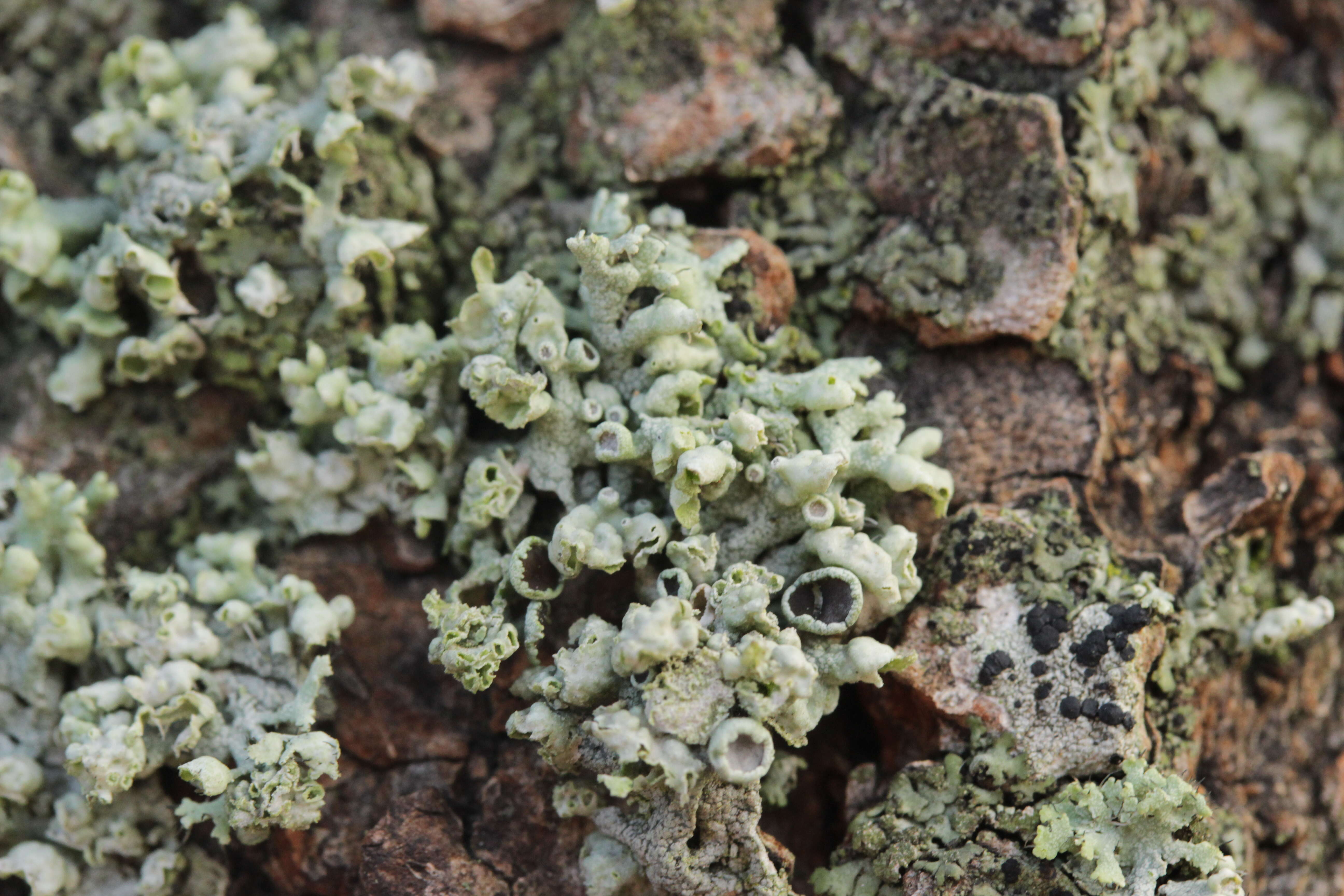 Image of rosette lichen